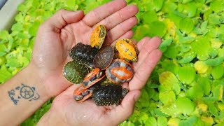 BABY TURTLES MEET THEIR PARENTS Adorable [upl. by Aisercal]