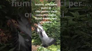 I Piccioni Viaggiatori Messaggeri del Passato curiositàscientifiche youtubeshorts animali [upl. by Aholla]