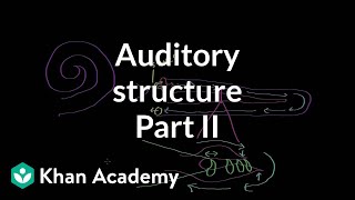 Auditory structure  part 2  Processing the Environment  MCAT  Khan Academy [upl. by Marj]