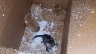 Four Kittens Left Outside In Cardboard Box During A Snowstorm Saved By Stranger [upl. by Ahsil]