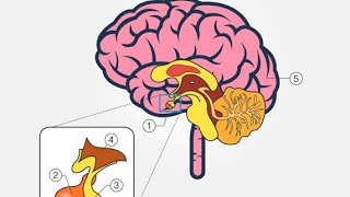 🌅 Endocrine System Nursing Part 2 [upl. by Ahsekam]