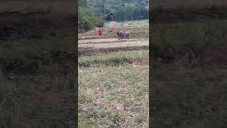 Two buffaloes chase Buddhist monk through the fields [upl. by Vernita]