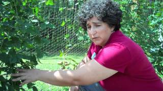 How To Prune Blackberry Plants [upl. by Fortunia]