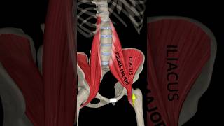 Dive into the Fascinating World of the Iliopsoas Iliopsoas MuscleandMotion [upl. by Biagio]