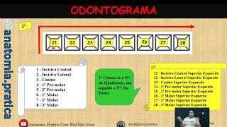 O que é um odontograma Saiba a forma correta  Prof Vila Nova [upl. by Llerrad]