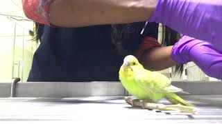 Gavage feeding sick bird [upl. by Aititil]