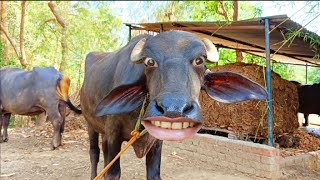 Pani lao Re  Pani lo Re  cow videos cow sound [upl. by Netniuq]