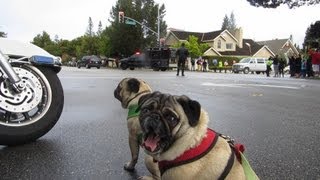 President Obamas motorcade Pug apparently unimpressed Watch for YAWN [upl. by Enelram]