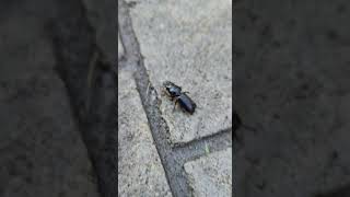 Large Ground Beetle Scurrying naturelovers nature wildlife insects beetles [upl. by Riem]