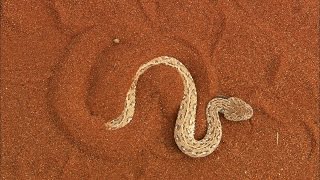 Terrifying The Venomous Sidewinder Snake Slithers at 18 MPH [upl. by Adelia]