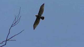 RedTailed Hawk Screeching 1 HQ HD [upl. by Oneill]