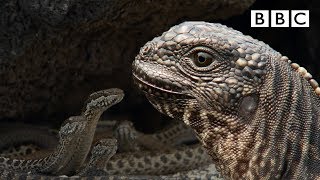 Iguana chased by killer snakes  Planet Earth II Islands  BBC [upl. by Ttirrej]