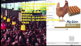 CUANTO ES LA INVERSIÓN 💵 TOTAL EN GALLINAS PONEDORAS  PRESUPUESTO 🥚🥚 [upl. by Isolt]