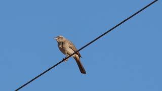 Rufous Songlark at Pamela Street Water Tanks Sep 2023 [upl. by Enirehs]