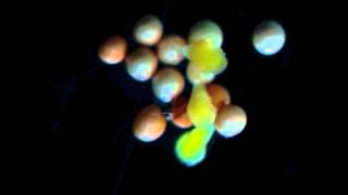 Hatching brine shrimp Artemia salina timelapse [upl. by Onileba]