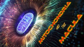 Mitochondria and the Macula [upl. by Grote]