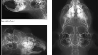 Malocclusion in Chinchillas dental disease [upl. by Dnalyk859]