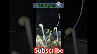 practical of phototropism science phototropism practical [upl. by Garik590]