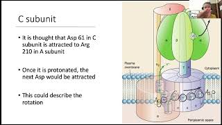 Oxidative Phosporylation 2 [upl. by Einnus]