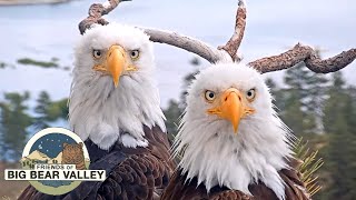 Big Bear Bald Eagle Live Nest  Cam 1 [upl. by Ydnelg]