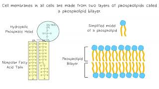 Lipids AP Biology [upl. by Talya]