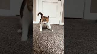 meet this kitty with wobbly cat syndrome [upl. by Affay711]