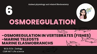 6 Osmoregulation in Vertebrates Fishes Marine Teleosts amp Marine Elasmobranchs MSc Zoology [upl. by Sajet379]