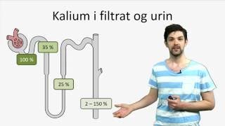 Nyre og Urinveisystemet Tubulusfunksjonen [upl. by Heyward]