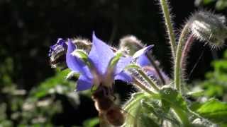 Why Borage Borage and Bees in my Organic Garden [upl. by Williams]