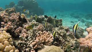 Snorkeling at Rarotongan Beach Resort and Lagoonarium Sept 2022 [upl. by Cara]