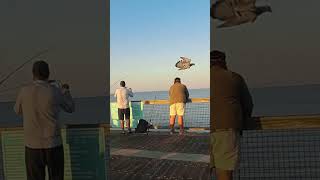 SUNDAY FISHING AT NAVARRE PIER  WHAT CAN WE CATCH TODAY fishing navarre foryou [upl. by Milla]