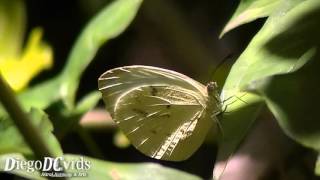 Ascia monuste orseis butterfly  Great Southern White Pierini Borboleta branca [upl. by Enilarac]