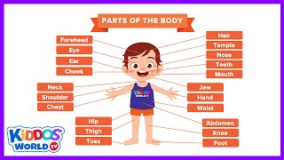 Teaching The Human Body Parts Names Chart [upl. by Ash]