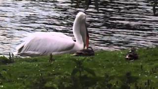 PELICAN EATS PIGEON uncut [upl. by Arlyn]