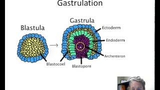 Animal Development  Gastrulation [upl. by Bertila]