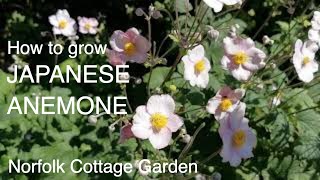 How to grow Japanese Anemone [upl. by Eldnek780]