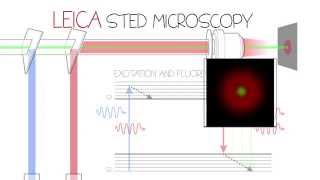 STED Confocal SuperResolution  Leica TCS SP8 STED 3X [upl. by Aciria]