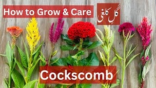 How to grow amp care cockscomb plant celosia  Brilliant House Plant [upl. by Olds]