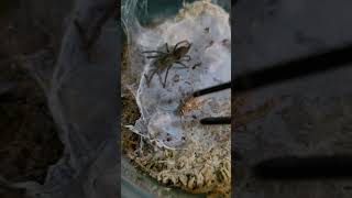 Aus Tarantula Phlogius Proserpine sling is growing up fast Thanks for watching Sub for more [upl. by Einaeg]