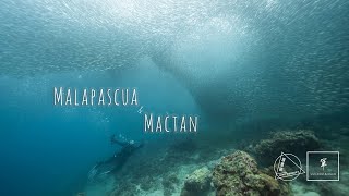 Malapascua amp Mactan Trip  楊正軍Kent  菲律賓潛水  媽媽島  宿霧  沉船  長尾鯊 [upl. by Ariek223]