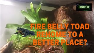 Fire belly toads rehome and setup [upl. by Laaspere]