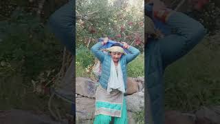 Sangla Valley मैं एप्पल सीजन जोरों शोरों से kinnaur himachalpradesh short song kinnauri [upl. by Kronfeld242]