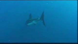 Scuba dive the Farallon Islands [upl. by Halstead]