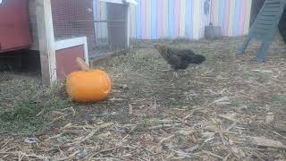 Nov 11 2024  Hens Unsure About Pumpkin [upl. by Wolfe]