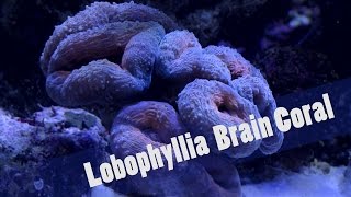 Coral Advice  The Lobophyllia Coral [upl. by Byram]