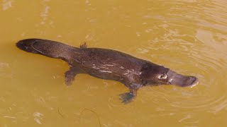 Platypuses and Richmond Birdwing Butterflies in Suburbia [upl. by Anderer614]