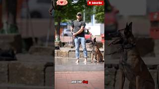 🏖️🏖️🏖️Stroll by 🐕the beach💯malinois becgiegermanshepherd doglove pets dog dogtraining [upl. by Eatnahs]