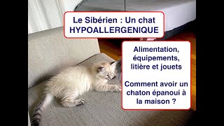 Nos conseils pour accueillir votre chaton sibérien   Chat hypoallergenique [upl. by Madaras]