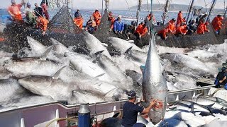 Amazing Big Catch on The Sea  Catching and Processing Hundreds Tons of Fish With Modern Big Boat [upl. by Pompea]