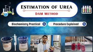 Estimation of Serum Urea By DiacetylMonoxime DAM Method  Live Practical Video biochemistry [upl. by Cinomod]